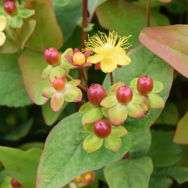 Hypericum androsaemum 30-40 cm